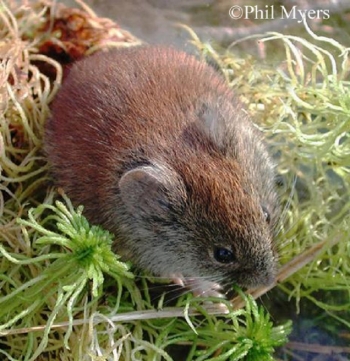 Southern Red-back Vole. Photo Credit Phil Myers.