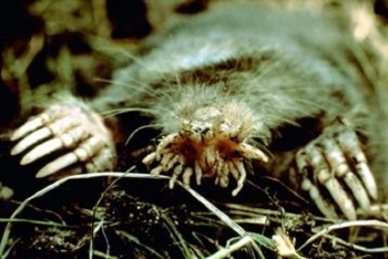 Star-nosed Mole.