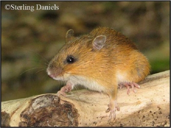 Woodland Jumping Mouse. Photo Credit Sterling Daniels.