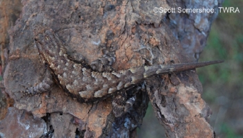 Brown lizard with scales on brown rocks: Photo Credit: Scott Somershoe