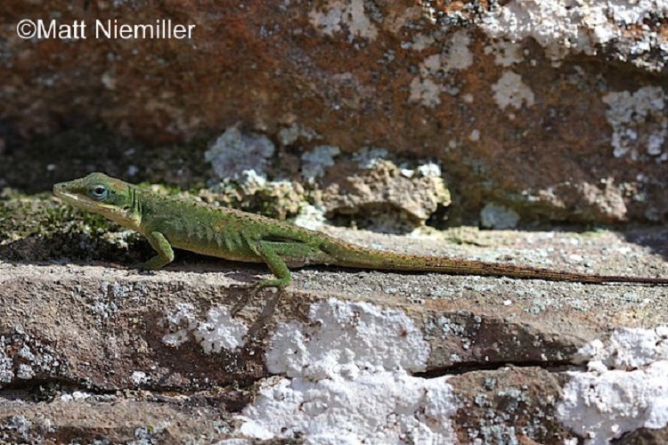 Small green lizard, on rocks. Photo Credit: Matt Niemiller.