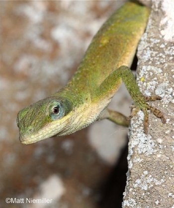 Green Anole Lizard on a tree limb