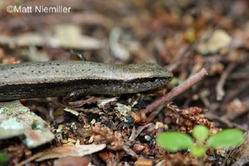 Little Brown Skink