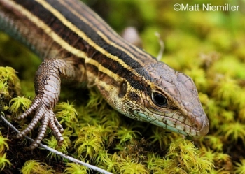 Six Lined Racerunner