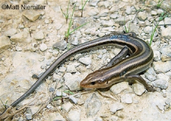 Southeastern Five-lined Skink