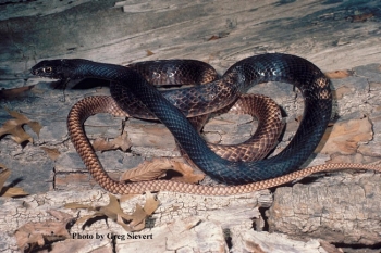 Coachwhip snake