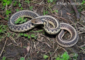 Gartersnake