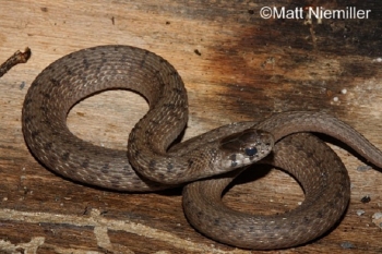 DeKay's Brownsnake A reddish brown snake with rows of dark spots down the back, on dirt. Photo Credit: Matt Niemiller.