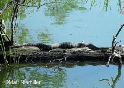 Diamond-backed watersnake head, black top with white underbelly, Photo Credit Matt Niemiller