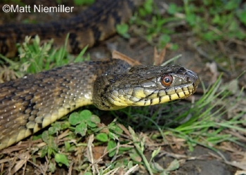 Diamond Backed Watersnake
