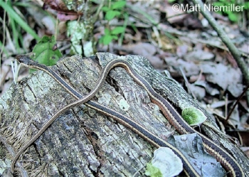 Eastern Ribbonsnake, Black with three yellow stripes, on on the top with white belly, laying on rocks. Photo Credit Matt Niemiller.