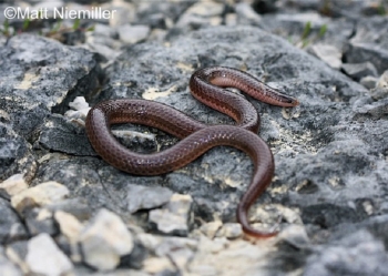 Eastern Wormsnake