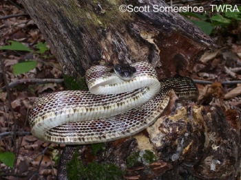 Gray Ratsnake