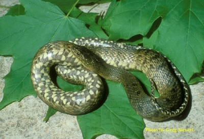Mississippi Green Watersnake