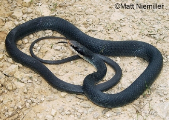 North American Racer