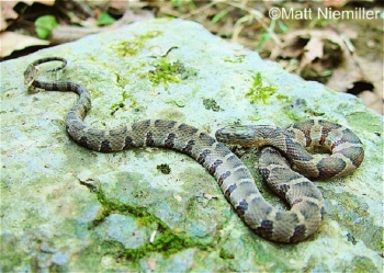 Northern Watersnake