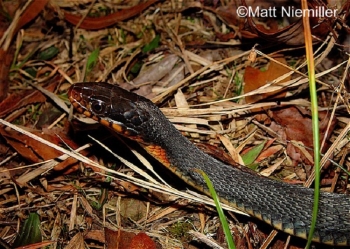 Plain Bellied Watersnake