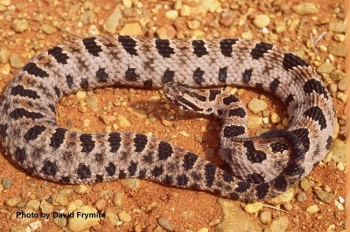 Pygmy Rattlesnake