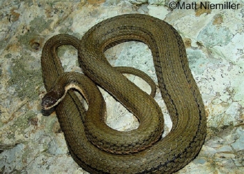 A Queen Snake