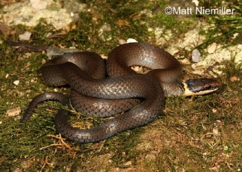 Ring necked snake, large black snake
