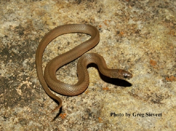 Rough Earthsnake