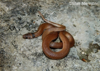 Southeastern Crowned Snake