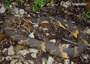 Southern Watersnake, black snake with yellow belly and patches on side, on the ground. Photo by Matt Niemiller.