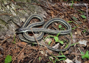 Western Ribbonsnake
