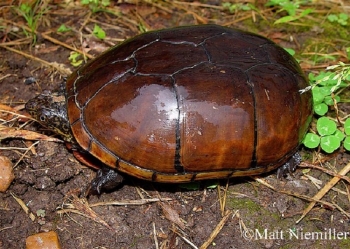 Eastern Mud Turtle