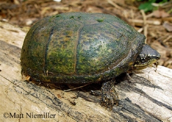 Eastern Musk Turtle