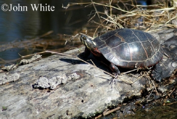 Eastern Painted Turtle