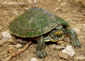 Northern Map Turtle, medium sized greenish-grey turtle on dirt. Photo Credit: Matt Niemiller.