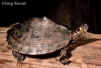 Ouachita Map Turtle