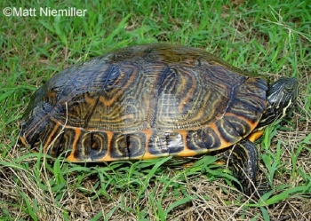 River Cooter on grass. See description in page text. Photo Credit Niemiller.