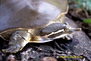 Smoth Softshell turtle face. See page text for description