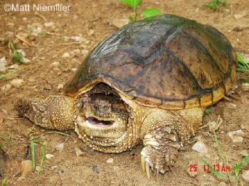Snapping Turtle. See page text for description.
