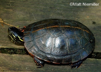 Southern Painted Turtle on a deck. See page text for description of Turtle. Photo Credit: Matt Niemiller.