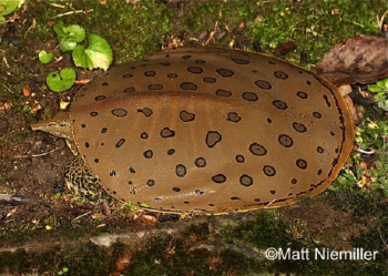 Spiny Softshell Turtle