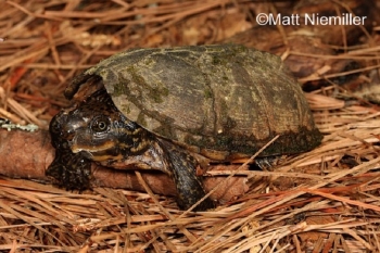 Striped Necked Musk Turtle on ground. See page text for description of turtle. Photo Credit: Matt Niemiller.