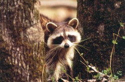 Racoon