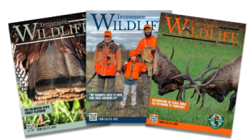 Tennessee Wildlife Magazine