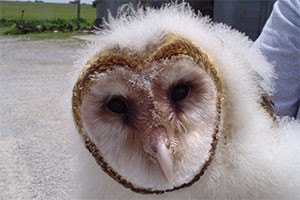 Owl Face