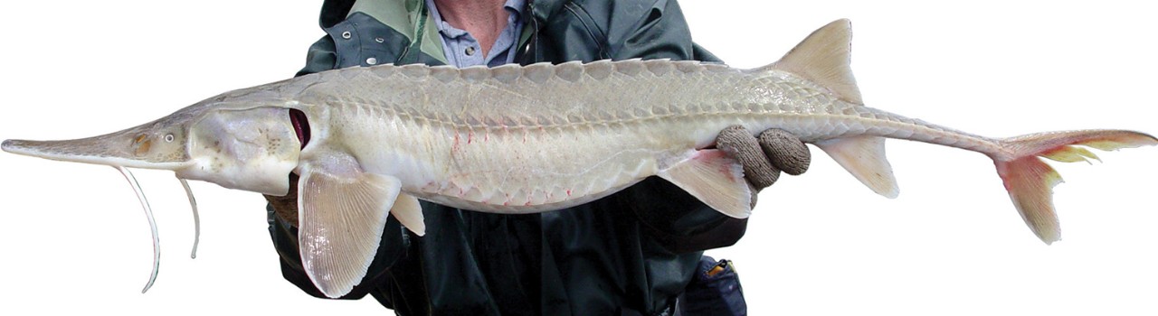 sturgeon_pallid sturgeon_pallid
