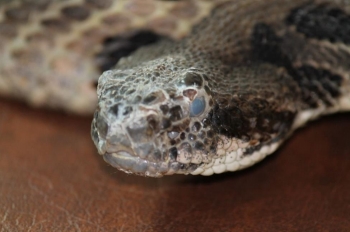 Snake Fungal Disease, Photo Credit: Danny Bryan