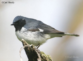 Black Throated Blue Warbler