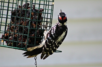 Woodpecker