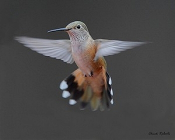 Ruby-throated Hummingbird