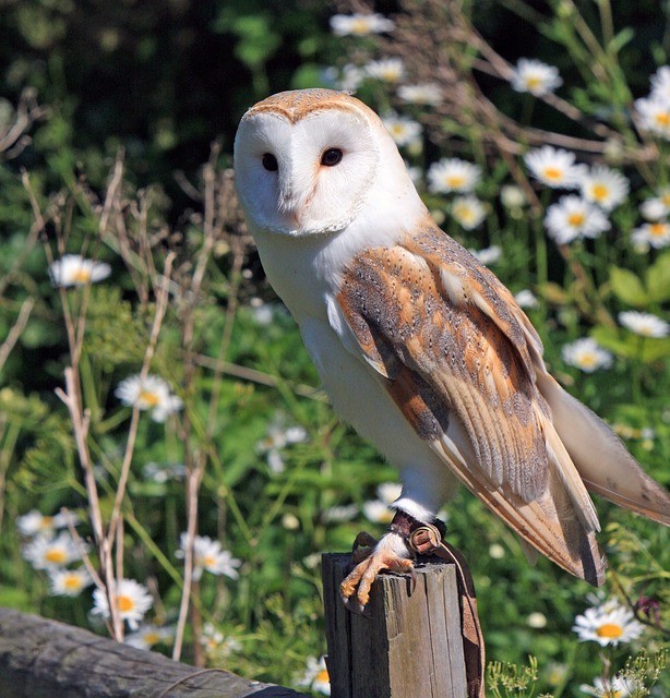 Barn Owl on a post