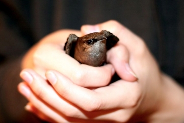 Chimney Swift - Photo By Ed Schipul Chimney Swift being held in two hands