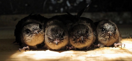 Chimney Swift - photo by njphotoproject four Chimney Swift fledglings